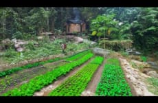 4 Months Gardening, making organic fertilizer, From start to harvest. 1 year Off grid cabin with pup