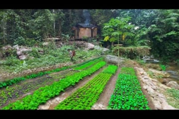 4 Months Gardening, making organic fertilizer, From start to harvest. 1 year Off grid cabin with pup