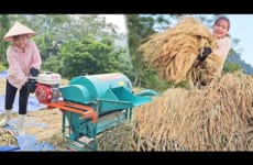 Complete the work of harvesting rice, gather rice and thresh it with a mini threshing machine