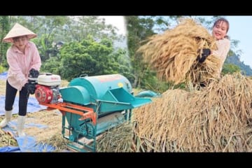Complete the work of harvesting rice, gather rice and thresh it with a mini threshing machine