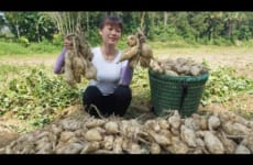 Daily Life In The Farm - Harvesting Potato Go To The Village To Sell - Green Forest Life, OFF GRID