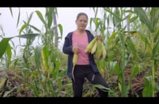 Dig up ginger root, break corn cobs and go to the village to sell