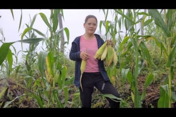 Dig up ginger root, break corn cobs and go to the village to sell