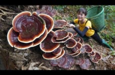 FULL VIDEO: Harvesting Mushrooms, Lemons, Frogs, Apples, Forest Fruits Go To The Market To Sell