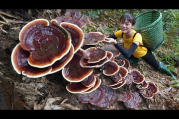 FULL VIDEO: Harvesting Mushrooms, Lemons, Frogs, Apples, Forest Fruits Go To The Market To Sell