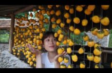 FULL VIDEO: Harvesting peach fruit, Grapefruit, mushrooms, Sprouted Go To The Market To Sell