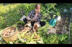 Farms in the forest grow vegetables and harvest taro to sell at the market