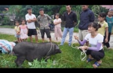 Go To The Village To Sell Pig - Daily Life On The Farm, Buy Vegetable and Plant Them in The Garden