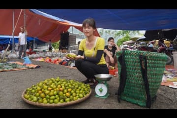 Go to the forest harvesting peach fruit - Go to the market sell peach - Green farm life