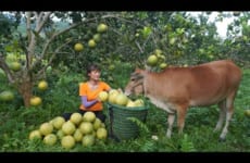Grapefruit harvesting skills - Go to the market to sell grapefruit - Green forest life, farm life