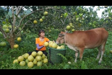 Grapefruit harvesting skills - Go to the market to sell grapefruit - Green forest life, farm life