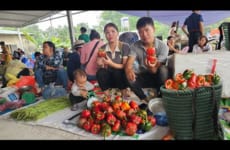 Harvest Bell Peppers Goes to market sell - Cooking | Hà Tòn Chài