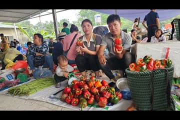Harvest Bell Peppers Goes to market sell - Cooking | Hà Tòn Chài