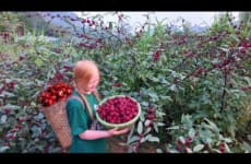 Harvest Hibiscus And Bring It To The Market To Sell, Make Hibiscus Syrup - Ly An Nhien