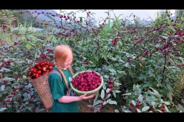 Harvest Hibiscus And Bring It To The Market To Sell, Make Hibiscus Syrup - Ly An Nhien