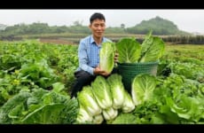 Harvest Napa Cabbage Garden Goes to market sell - How to prepare kimchi