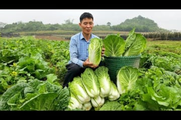 Harvest Napa Cabbage Garden Goes to market sell - How to prepare kimchi