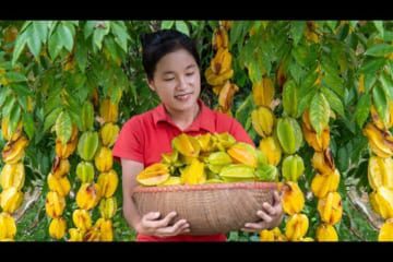 Harvest STARFRUIT goes to the market sell | Susan Daily Life