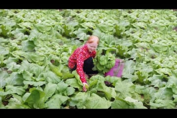 Harvest Vegetables From The Garden And Bring Them To The Village To Sell - Ly An Nhien