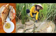 Harvest carp from the fields to sell and enjoy delicious grilled carp