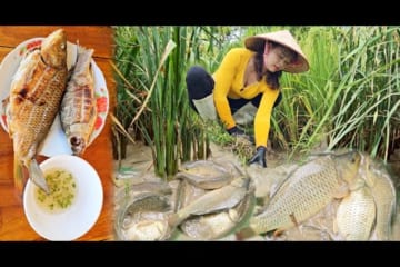 Harvest carp from the fields to sell and enjoy delicious grilled carp