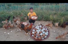 Harvest eggs chicken go to the village to sell - Dig beds and plant vegetables - Building farm life
