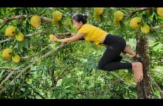 Harvest fruit to sell at the market, take care of newly hatched chicks, and feed ducks and pigs