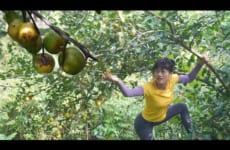 Harvest lemons and take them back to the village to sell - Green forest life, farm free bushcraft