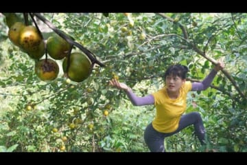 Harvest lemons and take them back to the village to sell - Green forest life, farm free bushcraft
