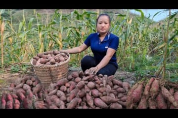 Harvest purple sweet potatoes go to market sell, Buy flock of ducklings to raise - Catch fish cook