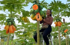 Harvest ripe papaya and peanut tubers to sell at the market