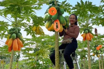 Harvest ripe papaya and peanut tubers to sell at the market