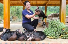 Harvest the Garden of Bananas & Ducks Goes to the market to sell - Build a farm | Trieu Mai Huong