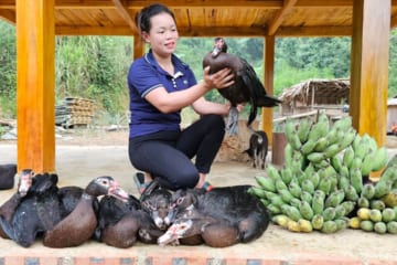 Harvest the Garden of Bananas & Ducks Goes to the market to sell - Build a farm | Trieu Mai Huong