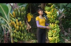Harvest the world's largest and longest bunch of bananas - Go to the village to sell banana