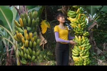 Harvest the world's largest and longest bunch of bananas - Go to the village to sell banana
