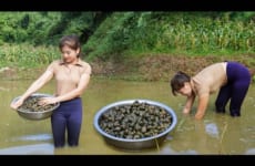 Harvesting A Lot Of Snails After Rice Crop go to village market sell & Sell chili bamboo shoots