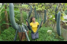 Harvesting Big Squash, Amazing How The Tree Grows So Much Fruit - Go To The Market Sell - Cooking