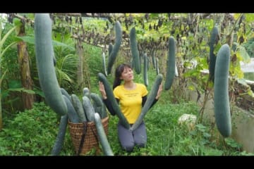 Harvesting Big Squash, Amazing How The Tree Grows So Much Fruit - Go To The Market Sell - Cooking