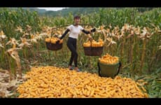 Harvesting Corn and Carry It Home By Shoulder Strength - Grass Generator and Grow Corn - Farm Life
