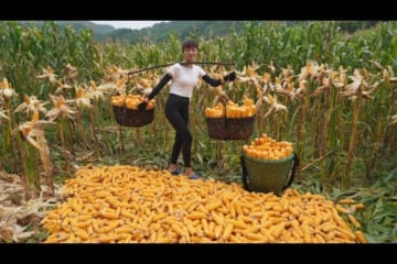Harvesting Corn and Carry It Home By Shoulder Strength - Grass Generator and Grow Corn - Farm Life
