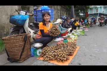 Harvesting Logan and Bring Them To The Market To Sell - Daily Life On The Farm