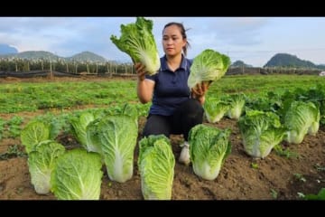 Harvesting Napa Cabbage Garden Goes market sell - Cooking - Puppy.
