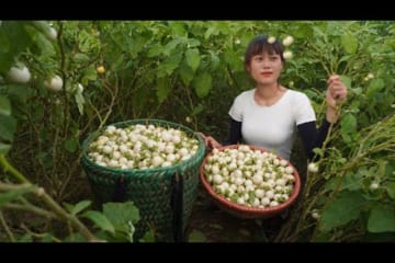 Harvesting White Eggplant Go To The Markets To Sell - How To Make Pickled Tomatoes - Farm Life