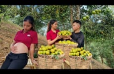 Harvesting a tangerine garden to sell at the market with boyfriend - daily life I Triệu Thị Xuân