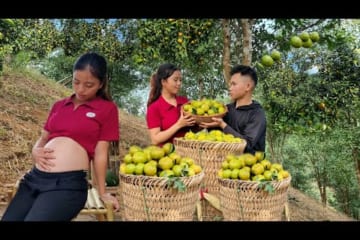 Harvesting a tangerine garden to sell at the market with boyfriend - daily life I Triệu Thị Xuân