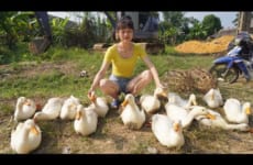 Harvesting ducks raised on the farm for 1 year - Go to the village to sell ducks - Green forest life