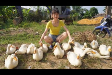 Harvesting ducks raised on the farm for 1 year - Go to the village to sell ducks - Green forest life