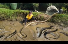 Harvesting fish using a large capacity pump - Go to the village sell fish - Plant bananas, Farm life