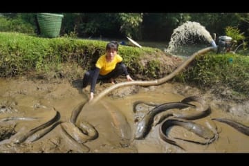 Harvesting fish using a large capacity pump - Go to the village sell fish - Plant bananas, Farm life